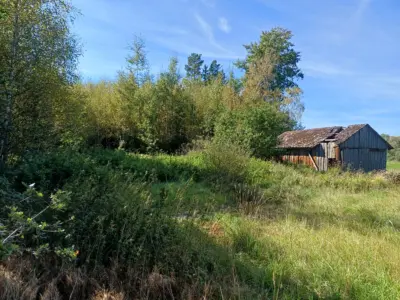 Attraktive Waldfläche in Muschenried – ca. 1,49 ha mit gesicherter Zuwegung, 92559 Muschenried/Winklarn, Land-/Forstwirtschaft