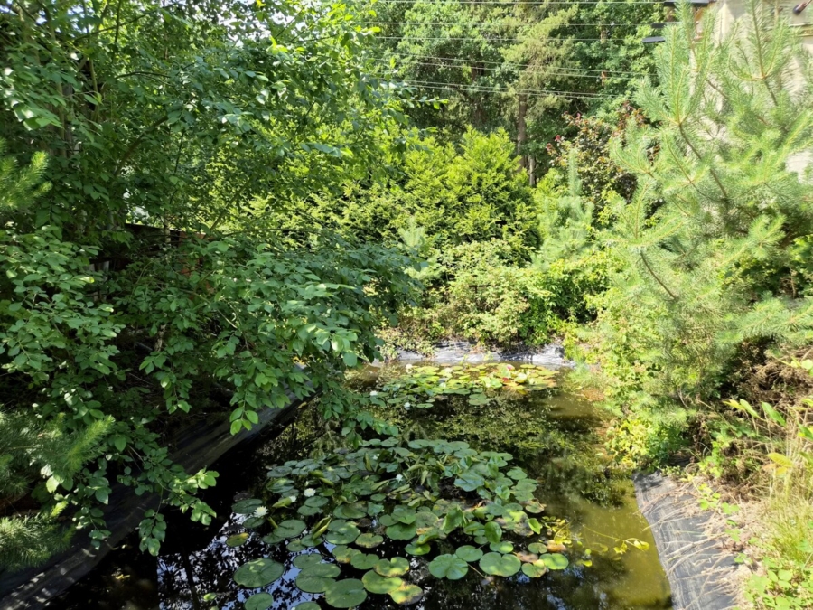 Teich