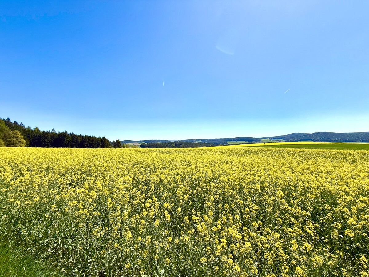 Der Oberpfälzer Wald bei Gleiritsch