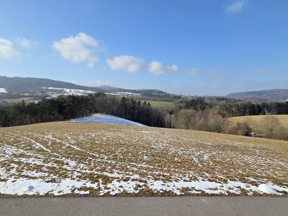 Blick ins Grüne